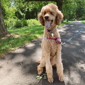 Meet your Posher, Alison